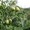 Яблоки  груши сливы  из Польши - Изображение #2, Объявление #60357