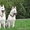 Щенки белой швейцарской овчарки (БШО) - Изображение #3, Объявление #74466