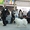 Белоснежные щенки самоедской собаки #1009557