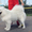 Белоснежные щенки самоедской собаки - Изображение #2, Объявление #1009557