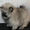 Предлагаем к продаже щенка померанского шпица - Изображение #2, Объявление #1192157