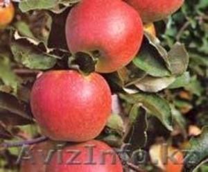 Яблоки  груши сливы  из Польши - Изображение #3, Объявление #60357