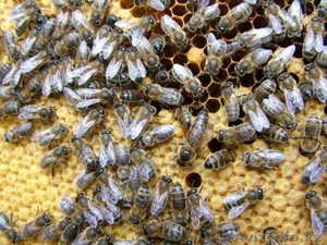 Пчелопакеты. Продажа пчелопакетов карпатской породы и пчелиных плодных маток - Изображение #1, Объявление #168709