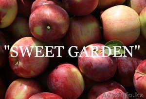 Наиболее хорошие яблоки из Польши - большой опт !! - Изображение #1, Объявление #377443
