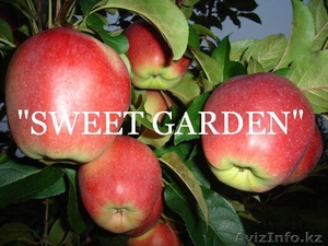 Наиболее хорошие яблоки из Польши - большой опт !! - Изображение #4, Объявление #377443