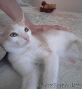 подарю котенка