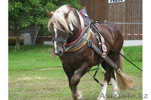 Конская сбруя из Германии