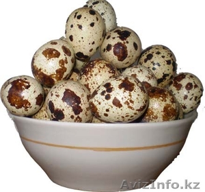 Перепелиное яйцо – ценнейший продукт. Наряду с незаурядными питательными качеств - Изображение #1, Объявление #811416