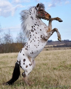 Продаем пони любых пород