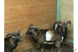 Продадим архаров