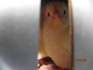 Инкубационное яйцо, суточные цыплята - Изображение #1, Объявление #825306