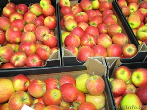 Продам яблоки польские оптом - Изображение #1, Объявление #900508
