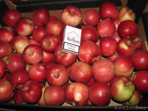 Продам яблоки польские оптом - Изображение #2, Объявление #900508