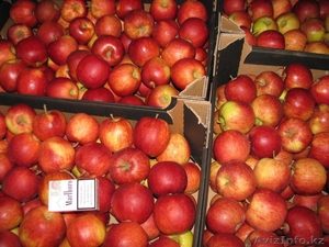 Продам яблоки польские оптом - Изображение #3, Объявление #900508