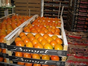 хурма оптом без посредников