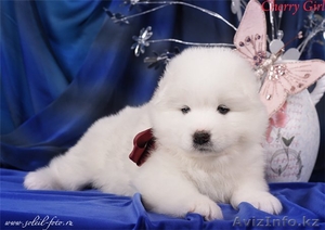 Белоснежные щенки самоедской собаки - Изображение #1, Объявление #1009557