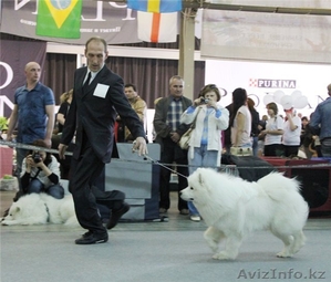 Белоснежные щенки самоедской собаки - Изображение #3, Объявление #1009557