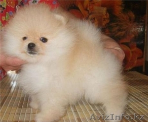 Померанский шпиц кобель окрас оранж