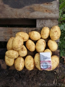 Картофель продовольственный. Беларусь. Урожай 2018г. - Изображение #1, Объявление #1630282