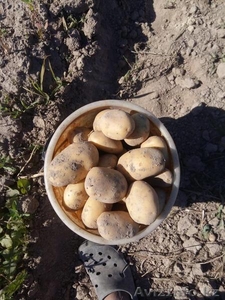 Картофель продовольственный. Беларусь. Урожай 2018г. - Изображение #2, Объявление #1630282