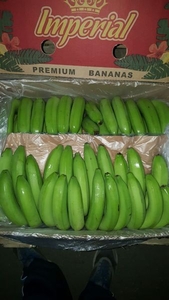 оптовые поставки бананов - Изображение #1, Объявление #715069