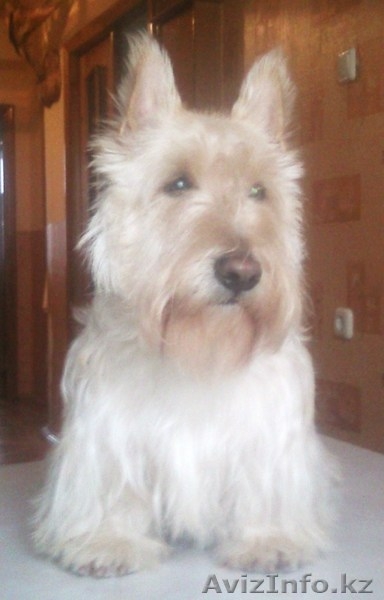 Щенки скотч-терьера - Изображение #3, Объявление #23282