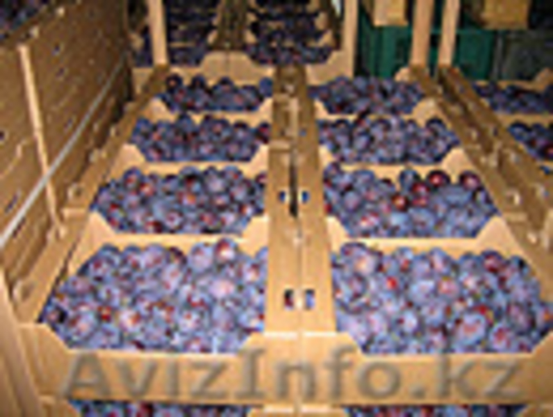 Яблоки  груши сливы  из Польши - Изображение #1, Объявление #60357