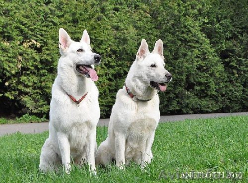 Щенки белой швейцарской овчарки (БШО) - Изображение #3, Объявление #74466