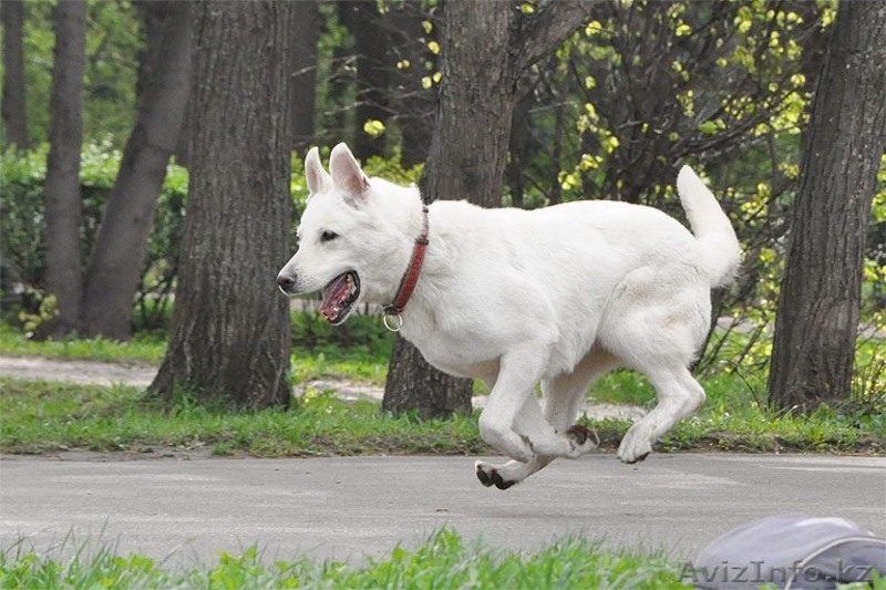 Щенки белой швейцарской овчарки (БШО) - Изображение #1, Объявление #74466