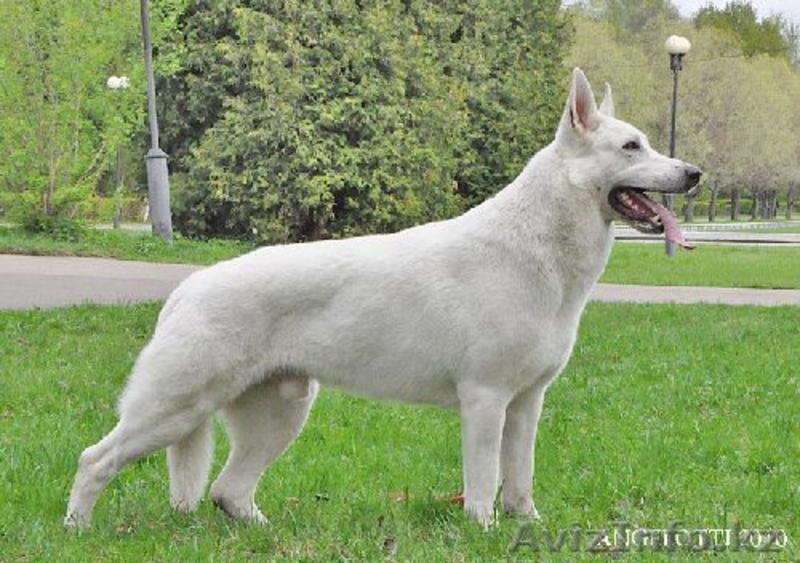 Щенки белой швейцарской овчарки (БШО) - Изображение #2, Объявление #74466