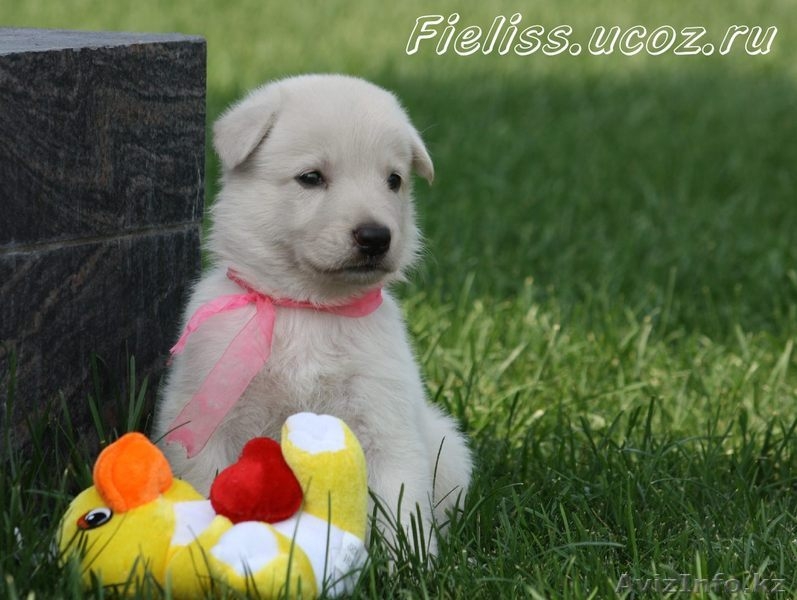 Щенки белой швейцарской овчарки (БШО) - Изображение #4, Объявление #74466