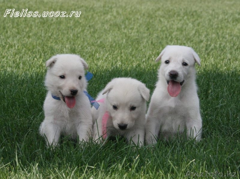 Щенки белой швейцарской овчарки (БШО) - Изображение #5, Объявление #74466