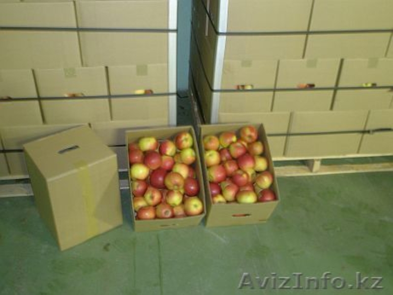 Я продам яблоки - Изображение #3, Объявление #125550