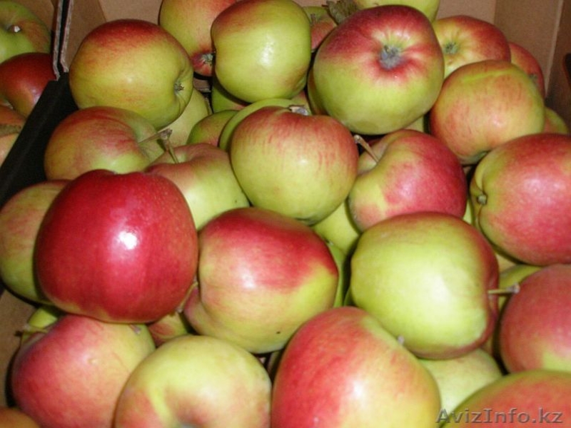 Я продам яблоки - Изображение #2, Объявление #125550