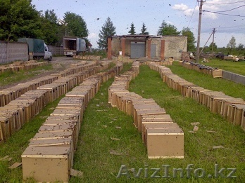 Продам пчелопакеты Карпатка в Украине. Готовим все документы для ввоза в Россию - Изображение #2, Объявление #193608