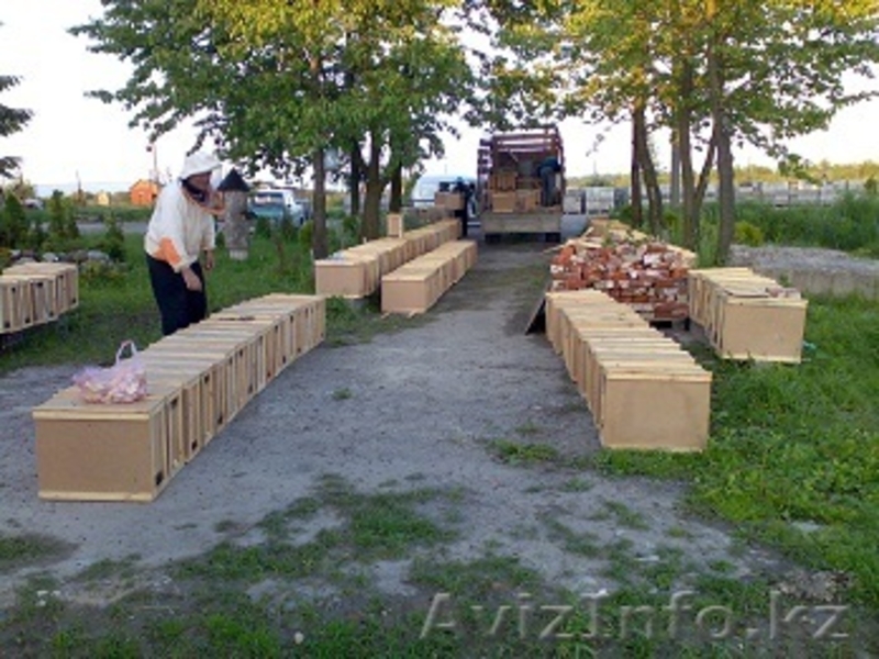Продам пчелопакеты Карпатка в Украине. Готовим все документы для ввоза в Россию - Изображение #3, Объявление #193608