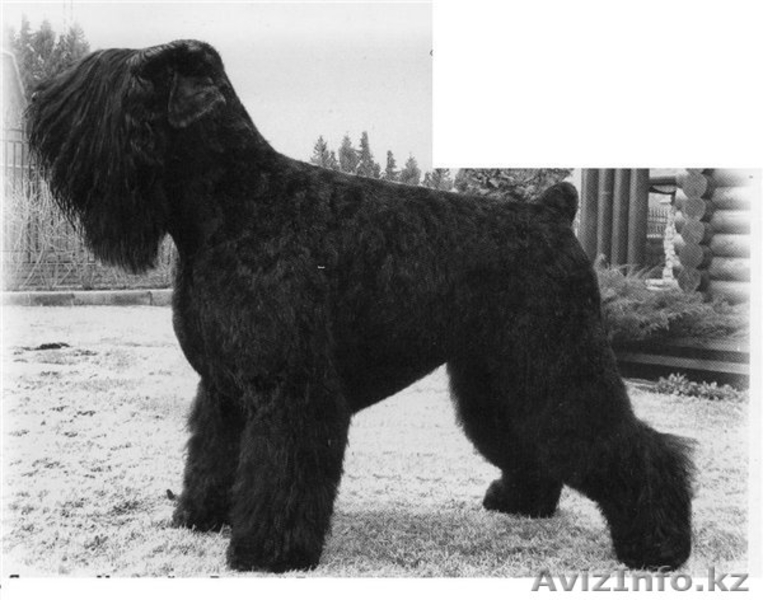 Русского Черного терьера, щенков.Самара - Изображение #1, Объявление #286184