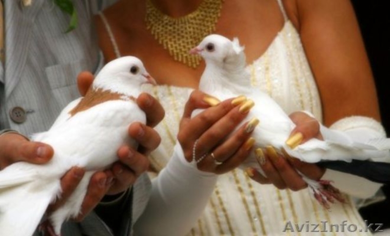 свадебные голуби - Изображение #1, Объявление #683199