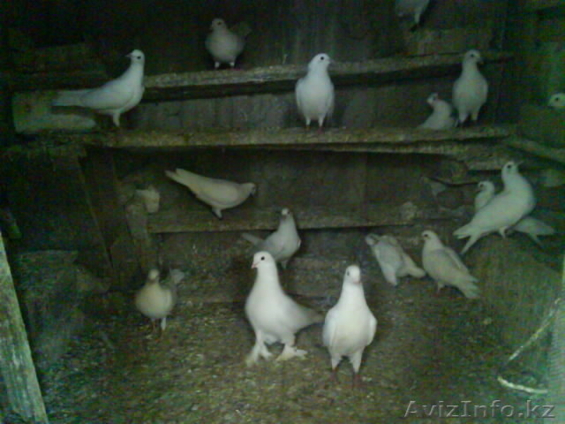 свадебные голуби - Изображение #4, Объявление #683199