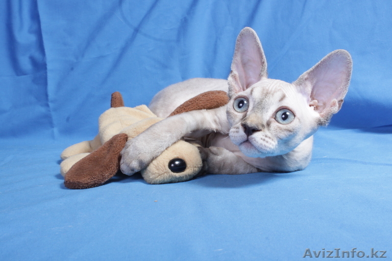 Котята девон рекса,сказочные эльфы. - Изображение #3, Объявление #684326