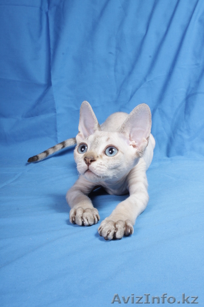 Котята девон рекса,сказочные эльфы. - Изображение #5, Объявление #684326