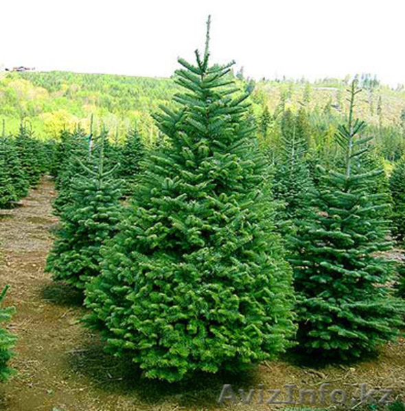 Центр Благоустройства и Озеленения "ЗАПАД" -строительство ,озеленение,мн.др. - Изображение #3, Объявление #707919