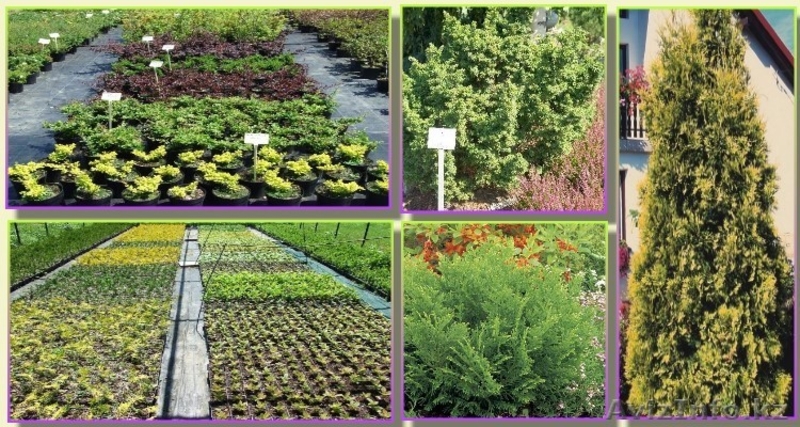 Центр Благоустройства и Озеленения "ЗАПАД" -строительство бассейнов,саженцы..... - Изображение #2, Объявление #707610