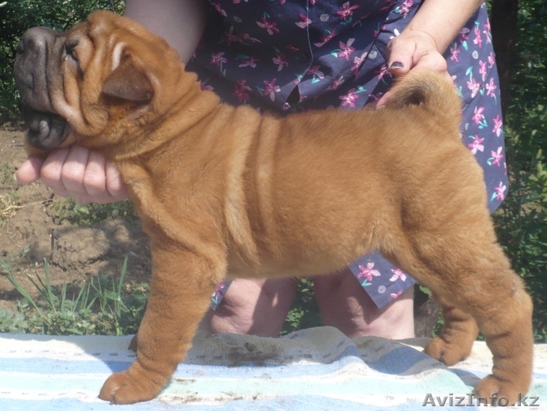 Щенки шарпея Роял Гранд - Изображение #2, Объявление #745278