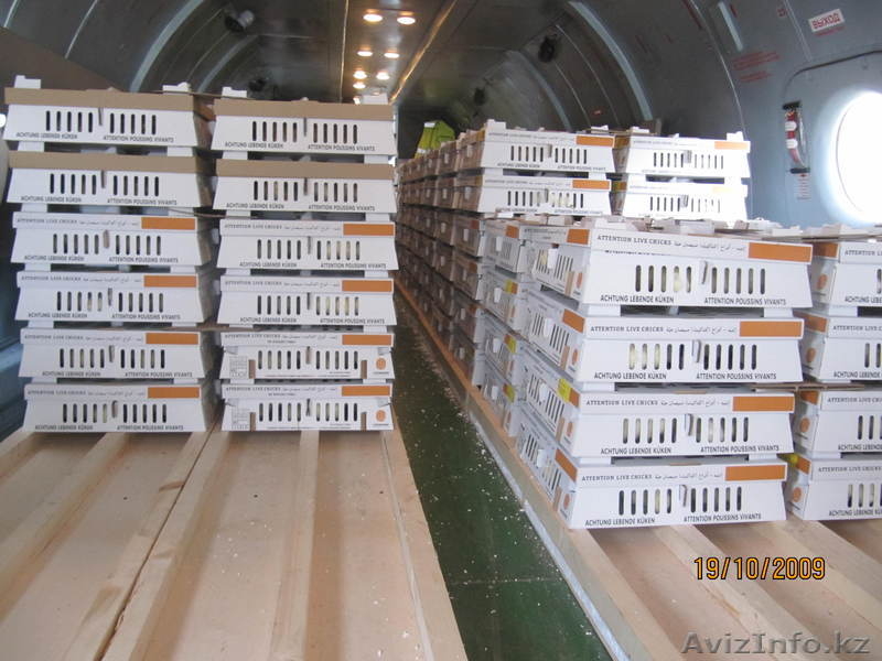 Инкубационное яйцо, суточные цыплята - Изображение #3, Объявление #825306