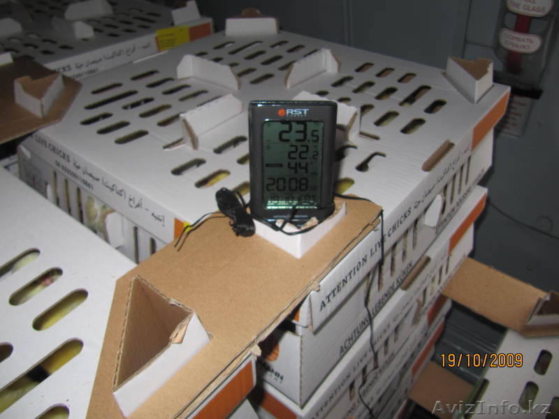 Инкубационное яйцо, суточные цыплята - Изображение #2, Объявление #825306