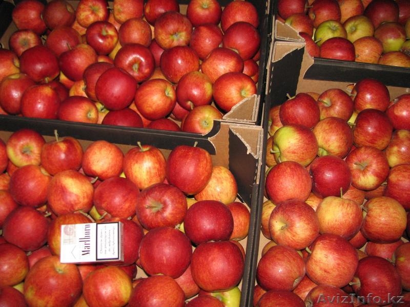 Продам яблоки польские оптом - Изображение #3, Объявление #900508