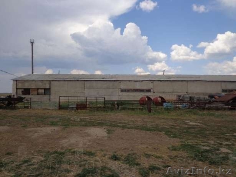 Хозяйство рядом г.Уралск - Изображение #9, Объявление #1059893