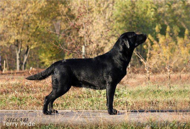 Шикарные лабрадорчики - Изображение #2, Объявление #1163296