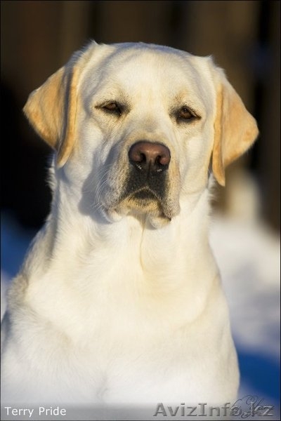 Шикарные лабрадорчики - Изображение #3, Объявление #1163296